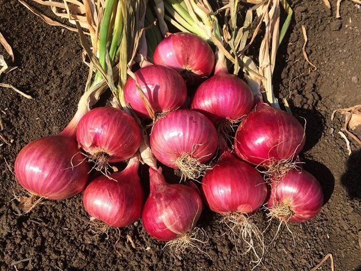 onion