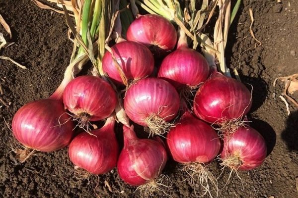 onion